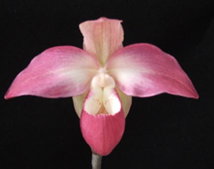 Phragmipedium Suzanne Decker