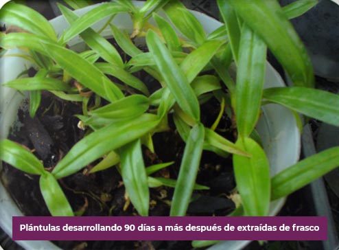 Plantas en aclimatación